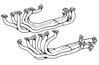 PAIR OF MANIFOLD EXHAUST MANIFOLD ANSA FR 2281 FERRARI BB 365 GT 4 1973 1976